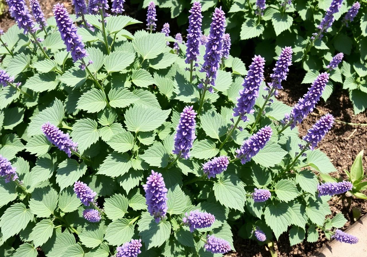 How Do I Grow a Catnip Plant?