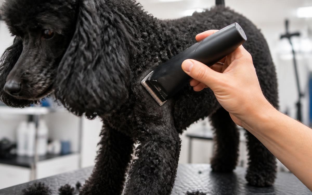 Human hand using a professional cordless clipper to cut through the dense curly black coat of a standard poodle on a grooming table