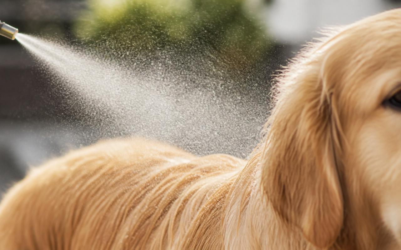 Fine mist of dog deodorizing coat spray being applied to a golden retriever with a brush nearby