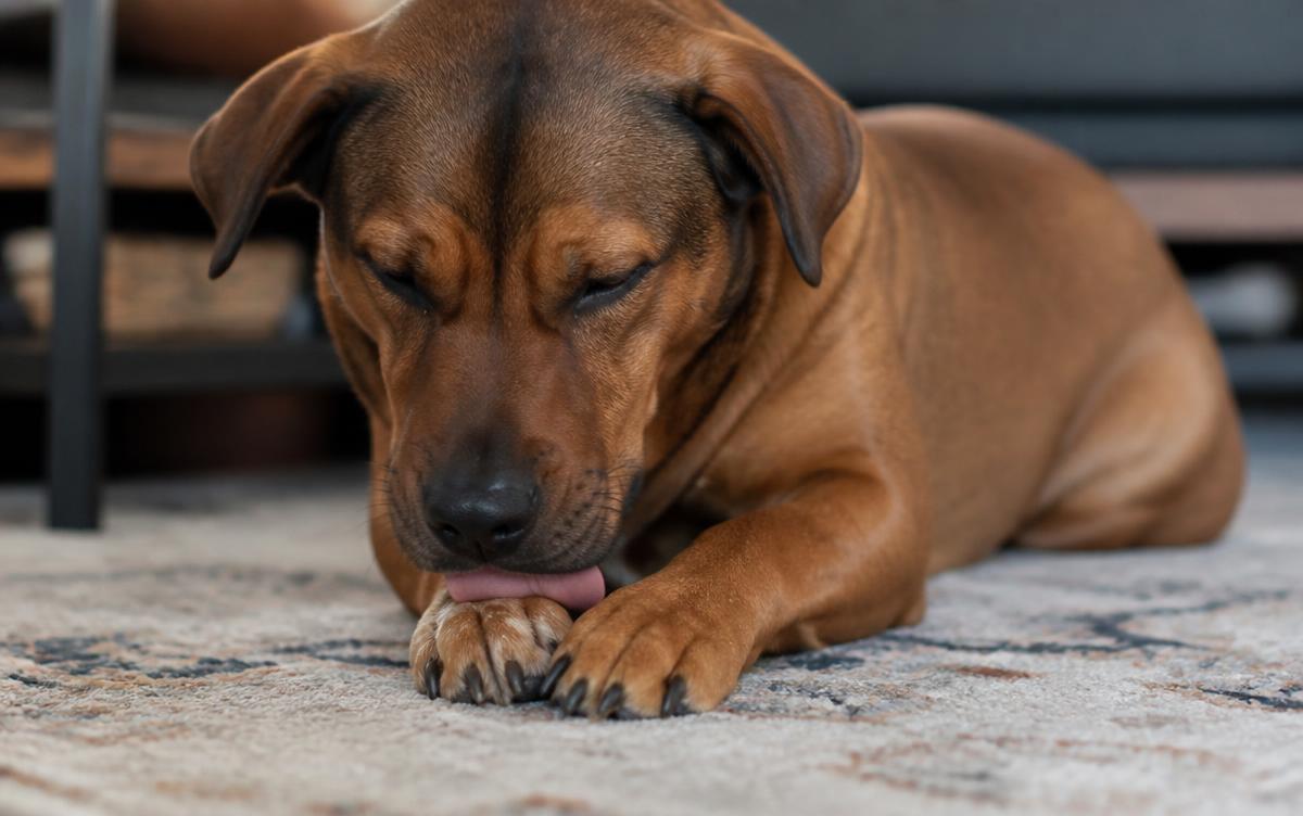 Do dogs groom themselves: close-up of a brown dog lying on a rug licking its own front paw
