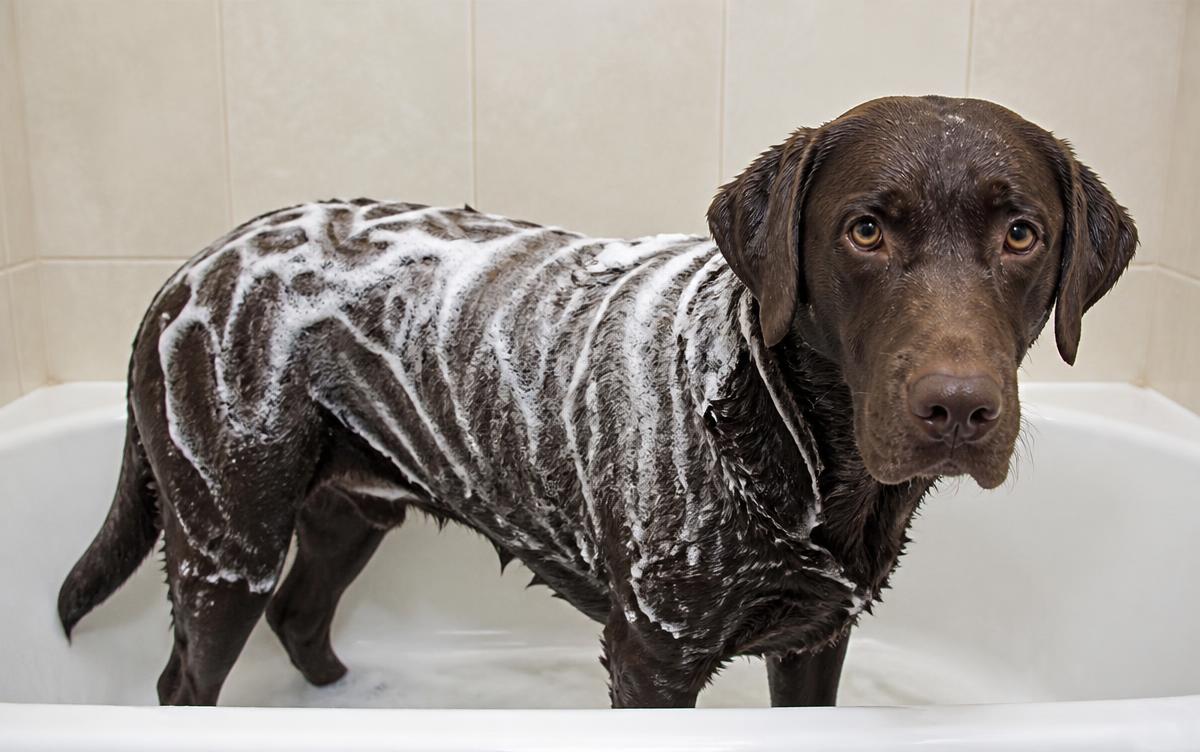 Odor-neutralizing dog shampoo: a wet chocolate Labrador Retriever standing in a bathtub covered in white shampoo lather