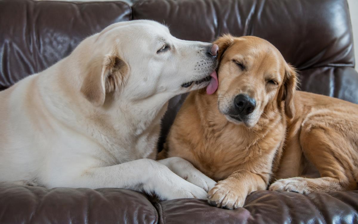 Why dogs groom each other: two dogs resting side by side on a couch with one gently licking the ear of the other