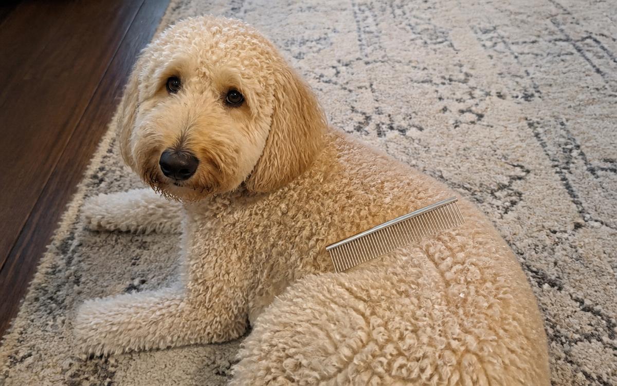 How often to groom a doodle: a long-pin steel grooming comb resting on the curly coat of a cream goldendoodle lying on a rug
