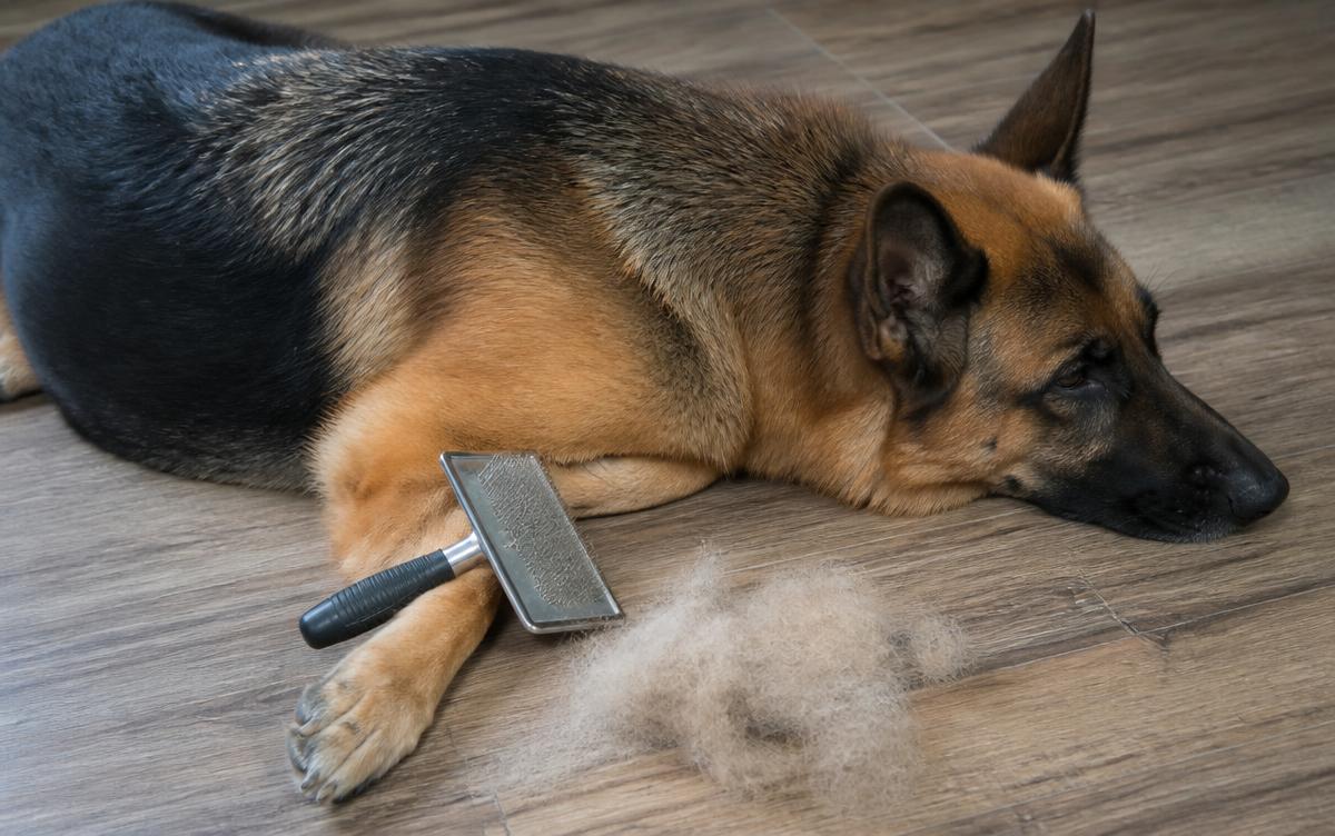Grooming a German Shepherd double coat: a tan and black German Shepherd lying on a wooden floor with a stainless slicker brush and loose undercoat beside it