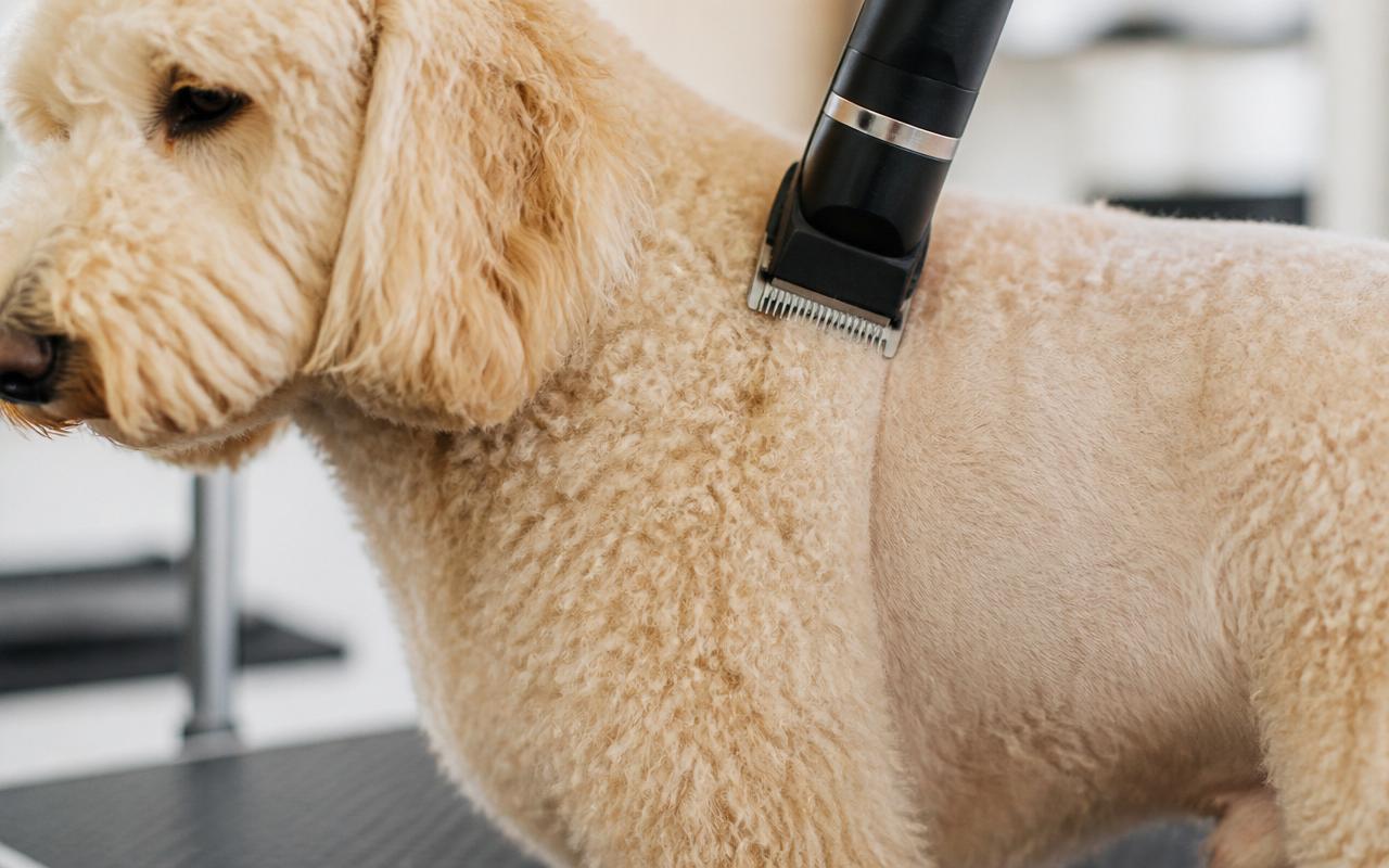 Cordless professional dog clipper with a detachable steel blade cutting through the curly coat of a Goldendoodle