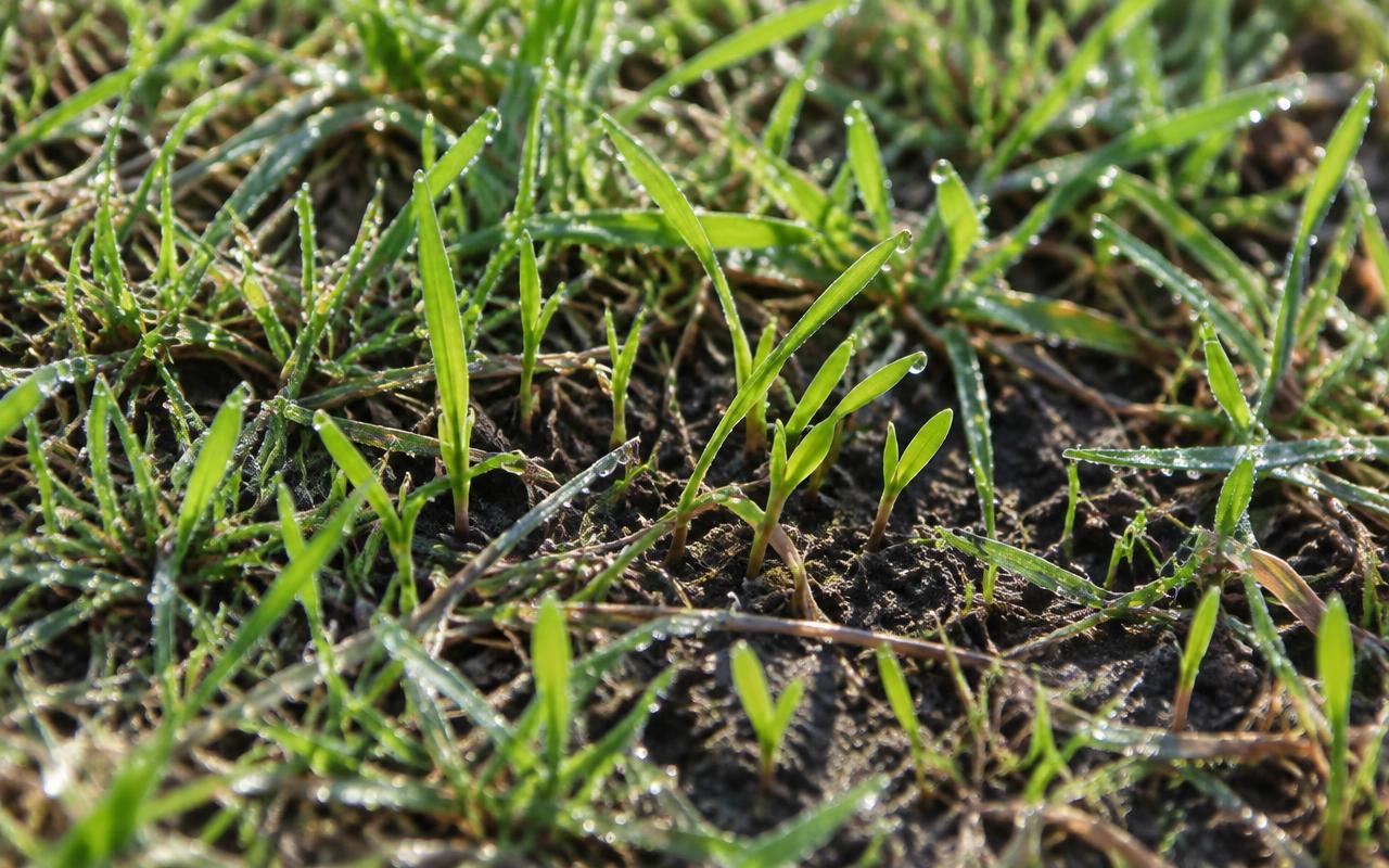 New grass seedlings sprouting through thin lawn after overseeding