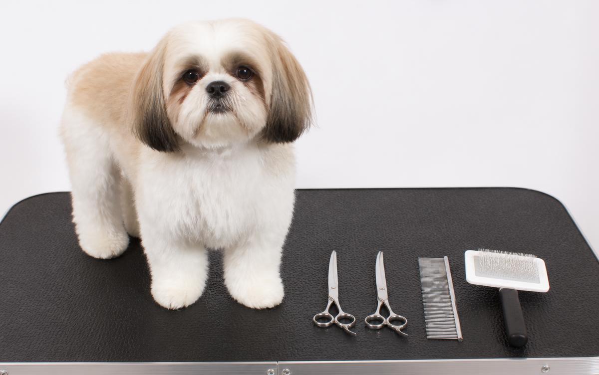 Learning dog grooming as a beginner: a small fluffy dog on a grooming table with curved shears, straight shears, a steel comb and a slicker brush laid out